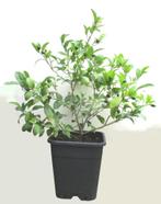 Citroen Struik-Citrus Limon- +25 Vruchten-100 cm Hoog, Tuin en Terras, Planten | Fruitbomen, Ophalen, Lente, Volle zon, In pot