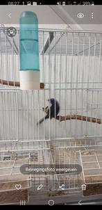 Braziliaanse blauwe bisschop., Mannelijk, Geringd