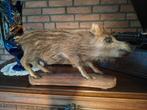 Opgezette Frisling Zwijn (taxidermie), Ophalen, Gebruikt, Wild dier, Opgezet dier