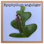 8.  zaagcactus stekje €1,25, Ophalen of Verzenden, Halfschaduw, Minder dan 100 cm