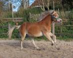 Super grote gave 1,5 jarige haflinger, In prijs verlaagd!, Dieren en Toebehoren, Pony's, E pony (1.48m - 1.57m), Gechipt, Dressuurpony