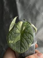 Alocasia Melo Albo Variegated, Huis en Inrichting, Kamerplanten, Ophalen of Verzenden, Halfschaduw, Minder dan 100 cm