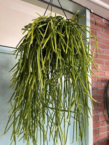 Rhipsalis kirbergii beschikbaar voor biedingen