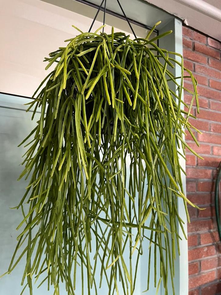 Rhipsalis kirbergii, Huis en Inrichting, Kamerplanten, Minder dan 100 cm, Halfschaduw, Ophalen of Verzenden