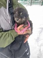 Marisol – een klein zonnestraaltje in de sneeuw , Dieren en Toebehoren, Particulier, Rabiës (hondsdolheid), 15 weken tot 1 jaar