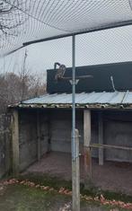 Uilen, Dieren en Toebehoren, Vogels | Overige Vogels, Meerdere dieren, Roofvogel, Geringd