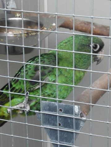 Poicephalus Massaicus -Jardine-papegaai en ook nog... beschikbaar voor biedingen
