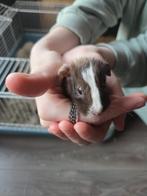 Baby Cavia zeugje Tux, Dieren en Toebehoren, Knaagdieren, Cavia, Vrouwelijk, Januari, Tam