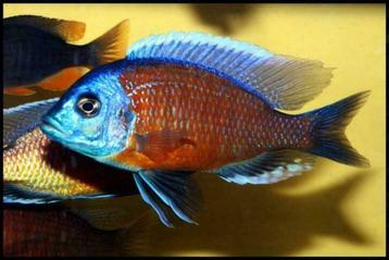 aquariumvis, 50 soorten malawi cichlide , kleurige vis beschikbaar voor biedingen