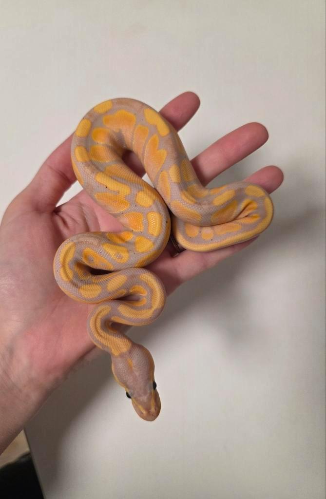 Banana Fire(pos Chocolate) 100%Hypo/Ghost vrouwtje