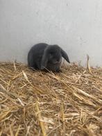 VERLAAGD IVM VAKANTIE super lieve minilop konijntjes, Meerdere dieren, Dwerg