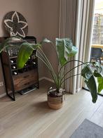 Strelitzia Nicolai 140cm - Zonder Mand, Huis en Inrichting, Kamerplanten, Ophalen, 100 tot 150 cm, Overige soorten, Halfschaduw