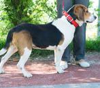 Eva- beagle mix , 4,5 jaar zeer aanhankelijk en rustig, Dieren en Toebehoren, Honden | Niet-rashonden, Particulier, Rabiës (hondsdolheid)