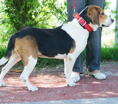 Eva- beagle mix , 4,5 jaar zeer aanhankelijk en rustig, Dieren en Toebehoren, Honden | Niet-rashonden, Middel, Teef, Particulier