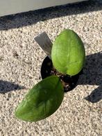 Hoya sp. Gayo clone 10, Ophalen, Overige soorten, Halfschaduw, Minder dan 100 cm