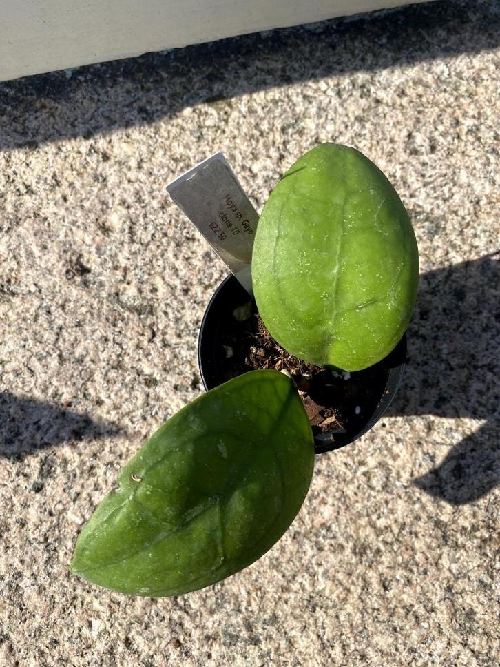 Hoya sp. Gayo clone 10, Huis en Inrichting, Kamerplanten, Overige soorten, Minder dan 100 cm, Bloeiende kamerplant, Halfschaduw
