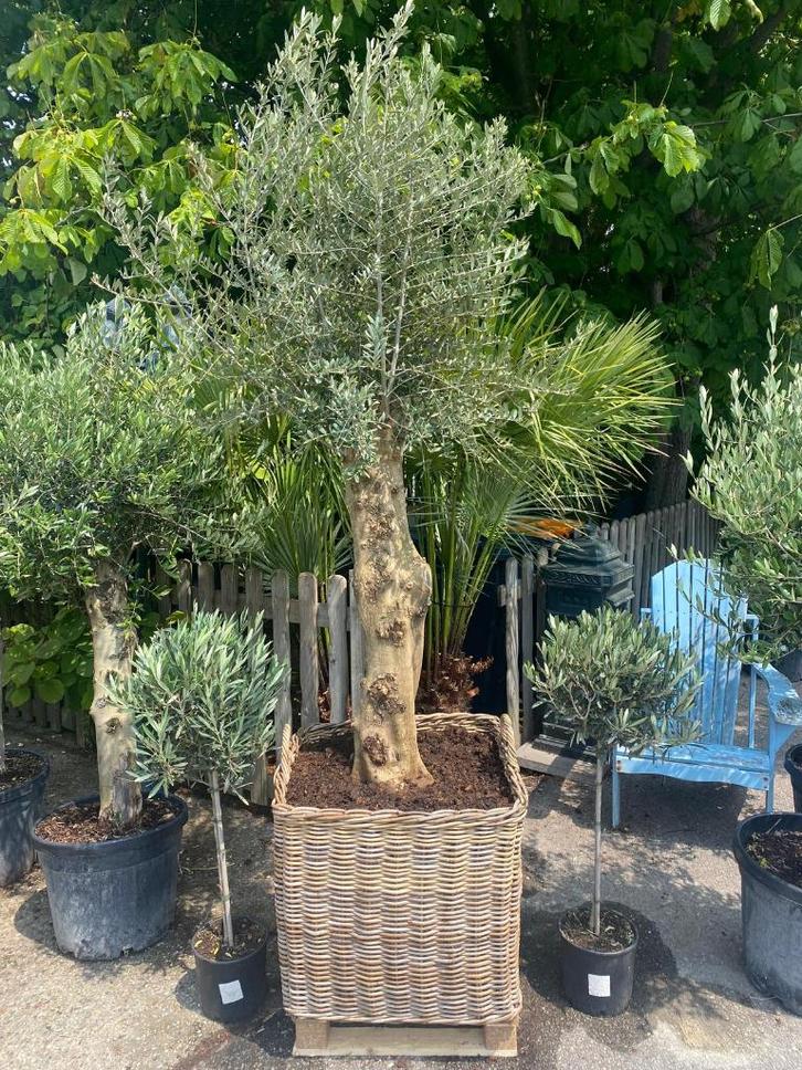XXXL Super mooie dikke Olijfboom compleet in rieten mand, Tuin en Terras, Planten | Bomen, Olijfboom, 100 tot 250 cm, Volle zon