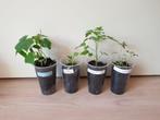 Set baby groenten plantjes, voor tuin en moestuin, Tuin en Terras, Planten | Tuinplanten, Volle zon, Groenteplanten, Eenjarig