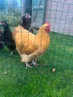 Orpington haan groot, Dieren en Toebehoren, Pluimvee, Mannelijk, Kip