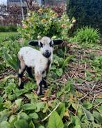 Schapen Maasduin (1 volwassen ooi, 5 lammeren) te koop, Dieren en Toebehoren, Schapen, Geiten en Varkens, Meerdere dieren, Schaap