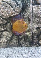 Discus vis 15 centimeter, Dieren en Toebehoren, Vissen | Aquariumvissen, Vis, Zoetwatervis