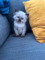 Aangeboden 2 siamese kittens, Meerdere dieren, 0 tot 2 jaar