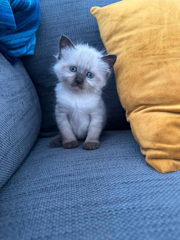 Aangeboden 2 siamese kittens, Dieren en Toebehoren, Katten en Kittens | Raskatten | Langhaar, Meerdere dieren, 0 tot 2 jaar