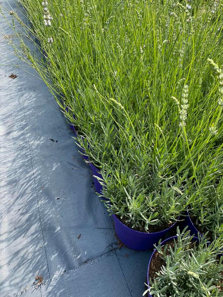 Bloeiende witte/paarse lavendel edelweiss in5literpot €2,50, Tuin en Terras, Planten | Tuinplanten, Overige soorten, Volle zon