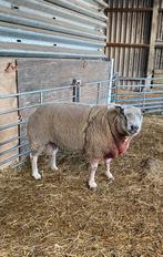 Mooie texelaar dekram, Dieren en Toebehoren, Schapen, Geiten en Varkens, Mannelijk, Schaap
