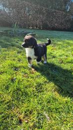 Australien mini Shepherd, België, Particulier, 8 tot 15 weken, Parvo