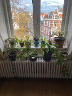 Mooie kamerplanten met pot - Koopjes!, Vaste plant, Bloeit niet, Halfschaduw, Ophalen