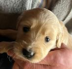 Golden Retriever pups, Dieren en Toebehoren, Honden | Retrievers, Spaniëls en Waterhonden, Golden retriever, Rabiës (hondsdolheid)