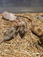 Dames satijnen muisjes, Dieren en Toebehoren, Muis, Vrouwelijk, November, Tam