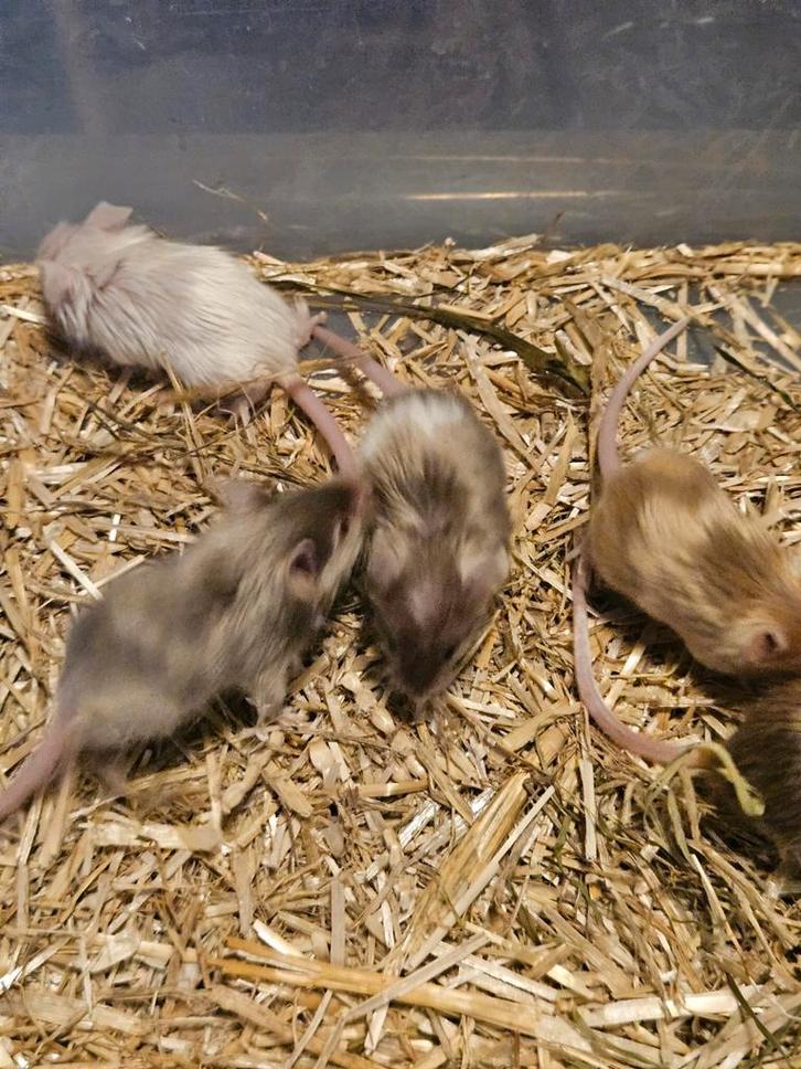 Dames satijnen muisjes, Dieren en Toebehoren, Knaagdieren, Vrouwelijk, Muis, November, Tam