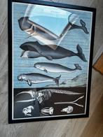 Oude Schoolplaat Walvissen - Ingelijst, Antiek en Kunst, Ophalen of Verzenden, Natuur en Biologie