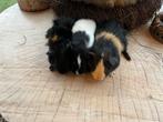 Tekoop:cavia beertjes, Cavia, Mannelijk, December, Tam