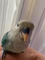 Babay agapornis, Dieren en Toebehoren, Vogels | Parkieten en Papegaaien