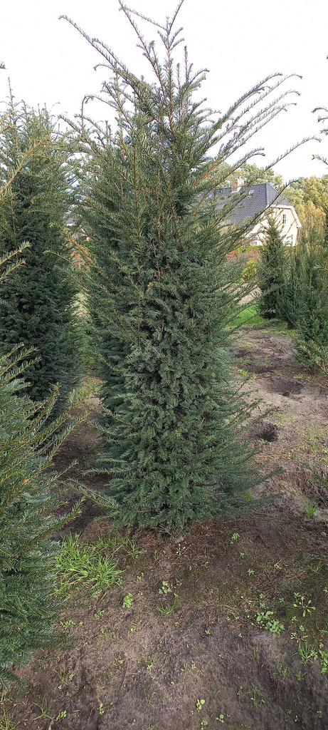 Mooie volle taxus baccata tot 2 meter, Tuin en Terras, Planten | Struiken en Hagen, Taxus, 100 tot 250 cm, Ophalen