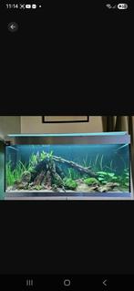 Groot aquarium oase highline 300 , 115 bij 56 cm, Ophalen, Zo goed als nieuw, Leeg aquarium