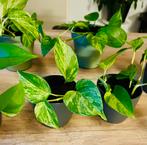 Mooie Golden Pothos & Marble Queens | Sterke Klim/Hang Plant, Huis en Inrichting, Kamerplanten, Overige soorten, In pot, Minder dan 100 cm