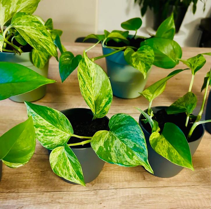 Mooie Golden Pothos & Marble Queens | Sterke Klim/Hang Plant, Huis en Inrichting, Kamerplanten, Overige soorten, Minder dan 100 cm