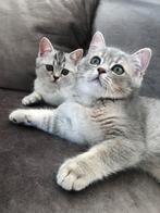 Britse korthaar kittens, Dieren en Toebehoren, Katten en Kittens | Raskatten | Langhaar