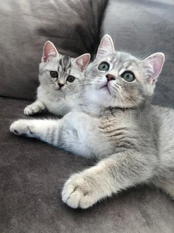 Britse korthaar kittens beschikbaar voor biedingen