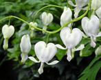 Dicentra spectabilis Alba gebroken hartje wit, Ophalen, Zomer, Overige soorten, Volle zon