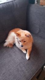 Pomeriaan teefje orange crème 2.5 jaar oud, 1 tot 2 jaar, Teef, Eén hond, Nederland