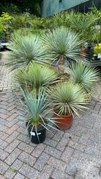 Verschillende maten yucca rostrata, Ophalen, Zomer, Overige soorten, Volle zon