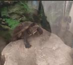 Schildpad met toebehoren, Dieren en Toebehoren, Ophalen