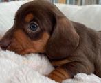 Teckel Dekreu teckel ter dekking reu korthaar black&tan, Rabiës (hondsdolheid), Reu, Eén hond, 3 tot 5 jaar