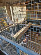 Te koop sierduiven capucijners en kroppers, Dieren en Toebehoren, Meerdere dieren, Overige soorten