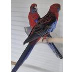 Pennant Rosella, Dieren en Toebehoren, Vogels | Parkieten en Papegaaien, Vrouwelijk, Parkiet